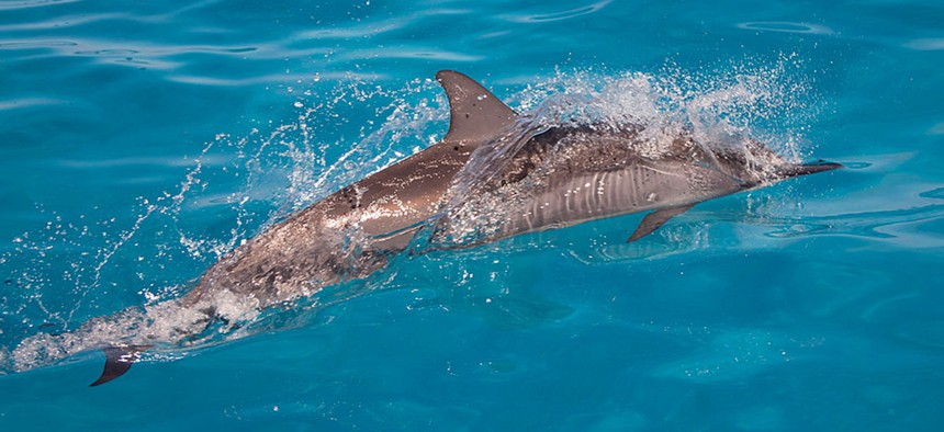 Spinner dolphins swim near Hawaii in 2012.