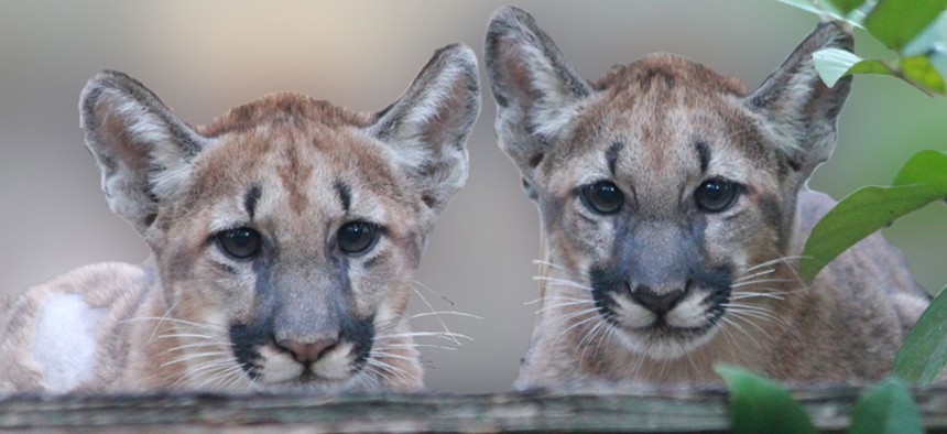 Two Florida panther cubs are photographed in 2011 near the Okefenokee National Wildlife Refuge.