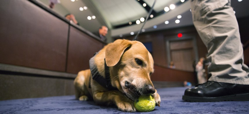 Reversa, part of a TSA passenger screening canine team, chews a ball during the hearing.