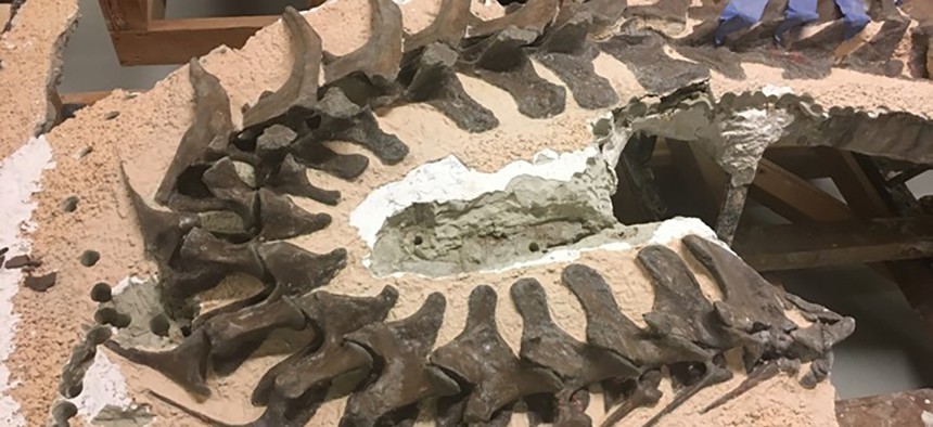 A Gorgosaurus neck in a "lasagne of materials."