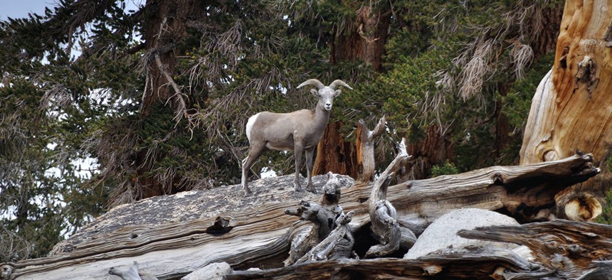 The endangered Sierra Nevada bighorn sheep.