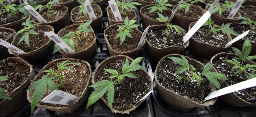 Newly transplanted cannabis cuttings grow in soilless media in pots July 12, 2018, at Sira Naturals medical marijuana cultivation facility, in Milford, Mass.