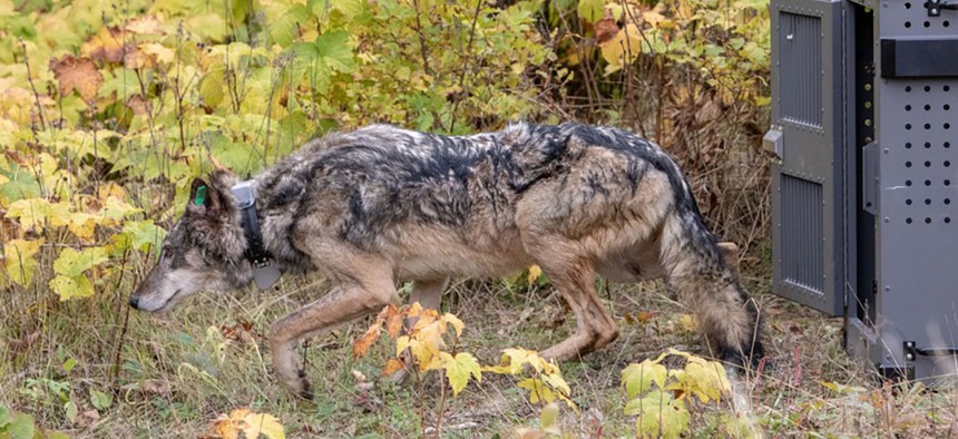 NPS released a female wolf on Isle Royale, Oct. 2, 2018