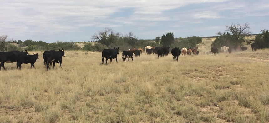 Cattle graze on BLM land in New Mexico.
