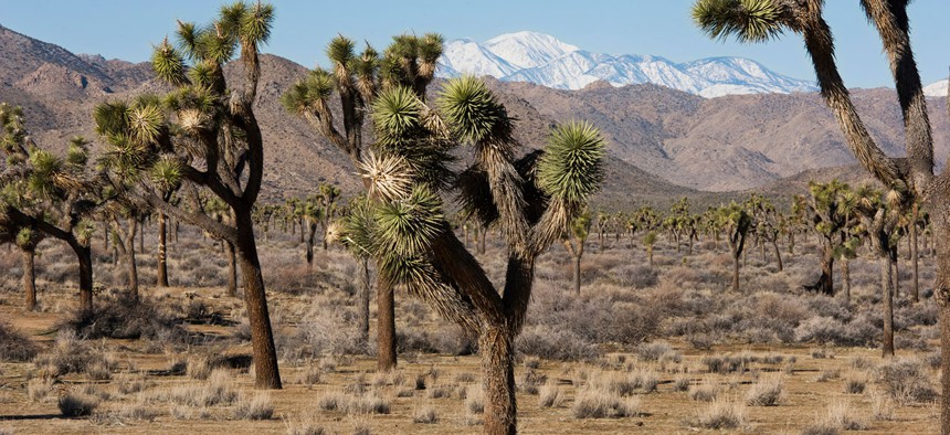 Joshua Tree National Park is among the parks facing partial closures due to "human waste" issues.