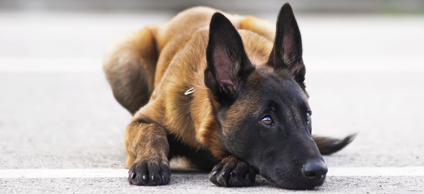 The State Department sends Belgian Malinois dogs to foreign governments to detective explosives.