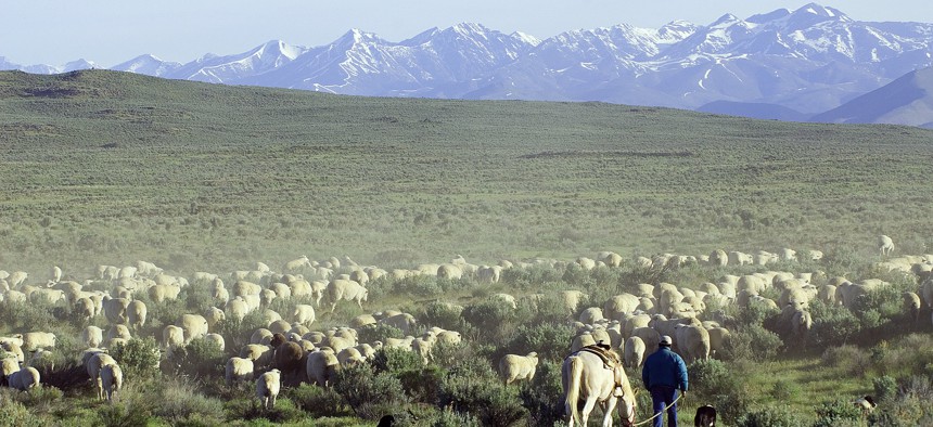 Sheep grazing on BLM land near Shoshone, Idaho.