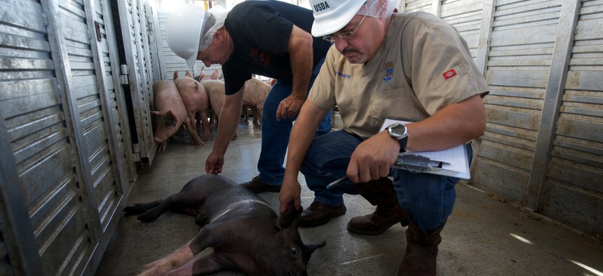 Veterinarian and a slaughterhouse worker examine a suspected injured or ill pig in 2013.