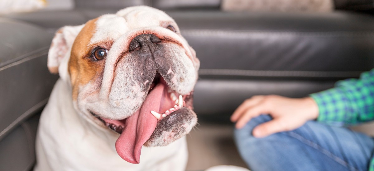 How Long Are Dogs Quarantined