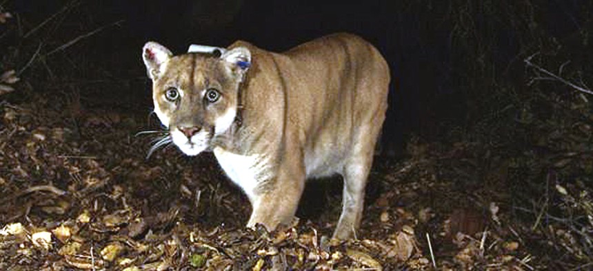 This November 2014 file photo provided by the U.S. National Park Service shows a mountain lion known as P-22, photographed in the Griffith Park area near downtown Los Angeles.