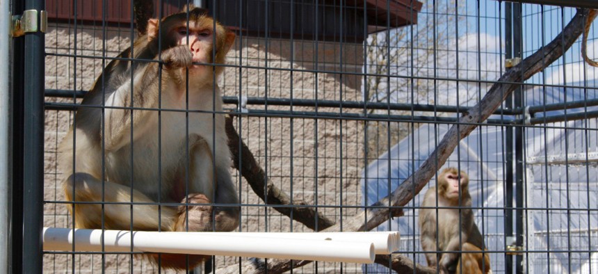 River, left, and Timon, both rhesus macaques, sit in an outdoor enclosure at the Primates Inc. sanctuary, in Westfield, Wis., in May 2019. More research labs are retiring primates to sanctuaries like Primates Inc., a 17-acre rural compound in central Wisconsin.