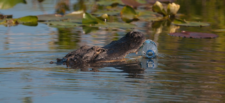 An alligator attempts to eat a plastic bottle in Everglades National Park.