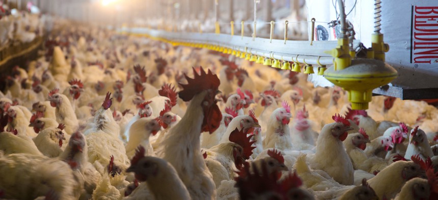 Chickens are shown in a processing facility in 2011.