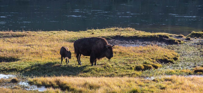  Bison graze along the Yellowstone River in Hayden Valley on September 23, 2022, near Canyon Village, Wyoming.