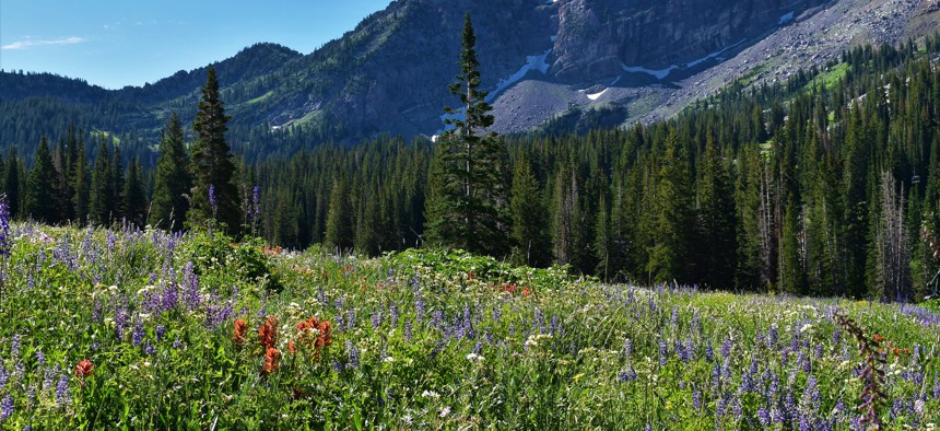 Devil’s Castle forms the backdrop for the wildflowers blooming in the Uinta-Wasatch-Cache National Forest in Utah in 2017.