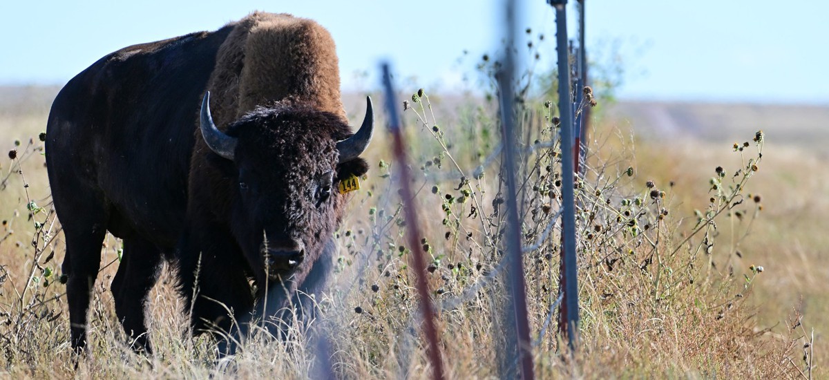 Lawmakers want to keep bison buyers from getting buffaloed by water buffalo  meat