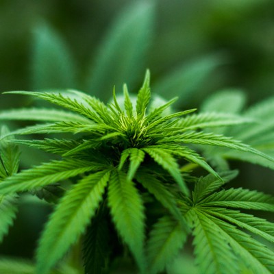 Senators try again to weed out past marijuana use as a disqualifier for intelligence jobs - Vimarsana News