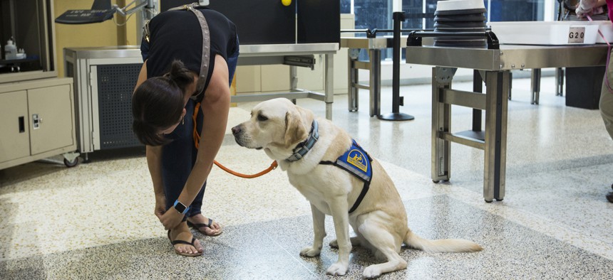 A traveler and service dog in George Bush Intercontinental Airport in Houston. Two senators are teaming up to urge the Transportation Dept. to simplify online forms used to credential service animals for air travel.