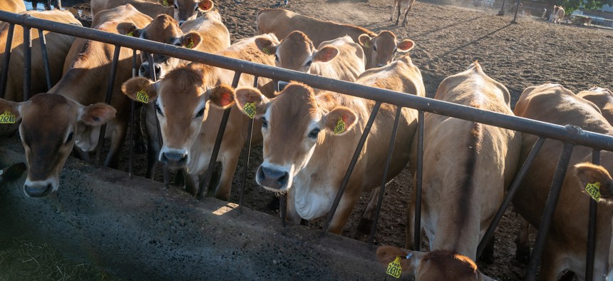 Dairy cows gather at a farm on July 5, 2022 in Visalia, Calif.