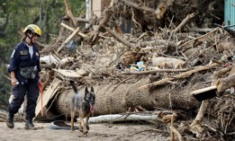 A member of the FEMA Urban Search and Rescue Task Force searches a flood-damaged property with a search canine in the aftermath of Hurricane Helene along the Swannanoa River on October 4, in Asheville, North Carolina. 