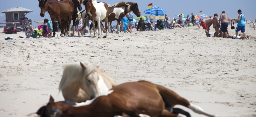 Wild horses relax on a beach near sunbathers on Assateague Island, Maryland, on June 30, 2015.