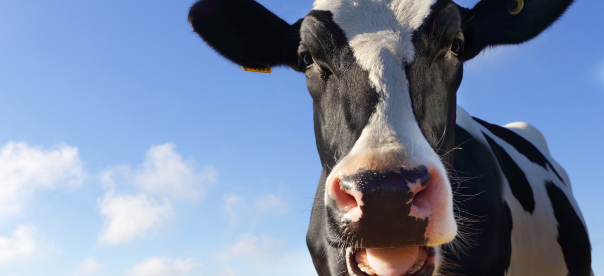 Paul VanRaden developed a genomic prediction methodology at the Agriculture Department that has improved milk production. 