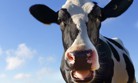 A USDA cow scientist won an award for helping dairy farmers produce more milk. He’s worried about th ...