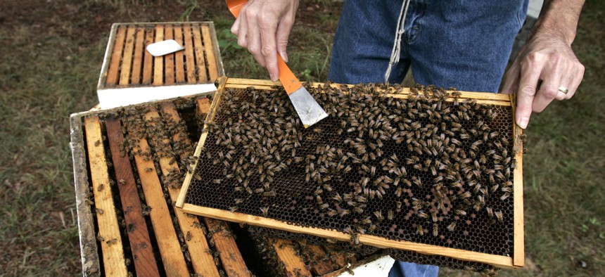 A honey bee comb hive at the Bee Research Laboratory in Maryland. The lab supports beekeepers nationwide, and is located in a prime farming and beekeeping region.