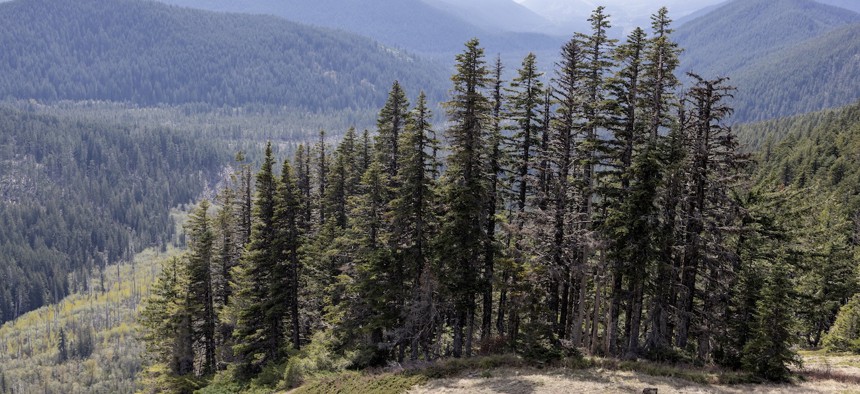 Landscape views of the forest surrounding Mount Hood, April 30, 2026, in Mt. Hood National Forest, Ore. While preserved as part of the national forest system, the land is also logged by timber companies. 